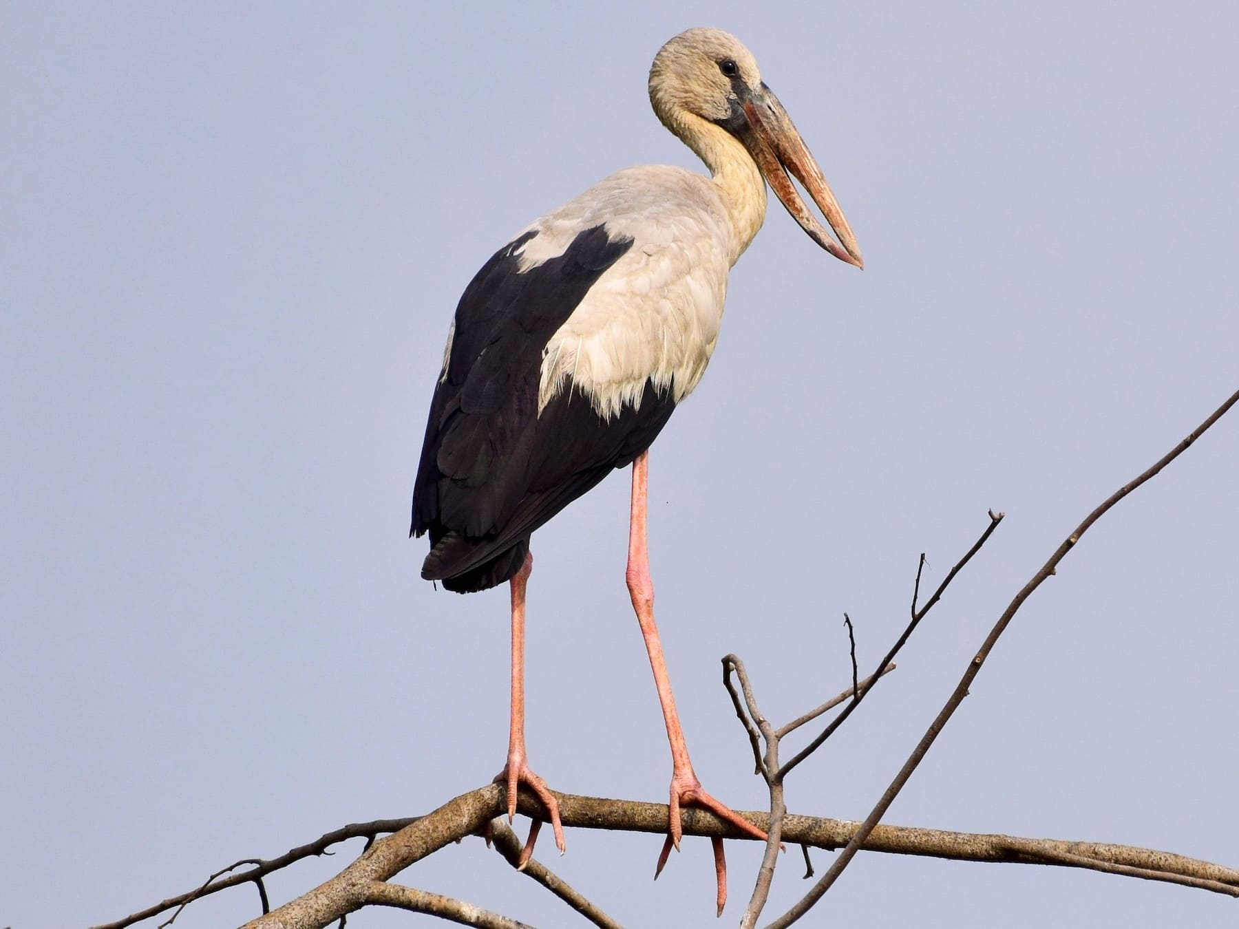 Asian Openbill